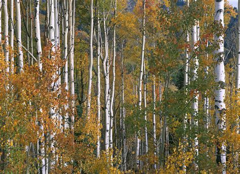 Quaking Aspen Trees In Fall Colors Lost Photograph by Tim Fitzharris ...