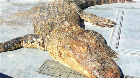 Dead Alligator Found: How did an alligator end up in Lake Wylie ...