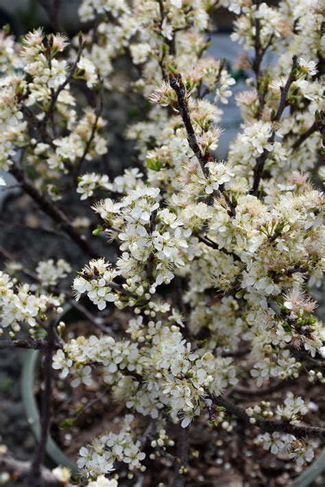 Beach Plum (Prunus maritima) in Long Island Suffolk Bayport Blue Point Sayville New York NY at ...