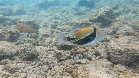 3 Best Snorkeling Spots in Kauai for Beginners - That Adventure Life