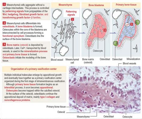 OSTEOGENESIS | Basicmedical Key