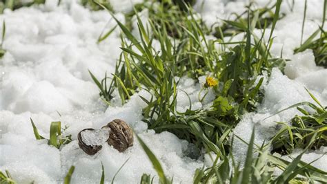 Melting Snow In Spring - Time Lapse Footage Stock Footage SBV-329707573 ...