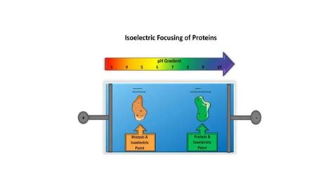 Isoelectric focusing electrophoresis- Principle , procedure and applications