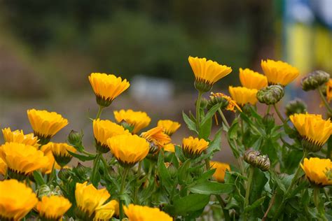 ¿Cuáles son las flores y plantas que crecen en otoño?