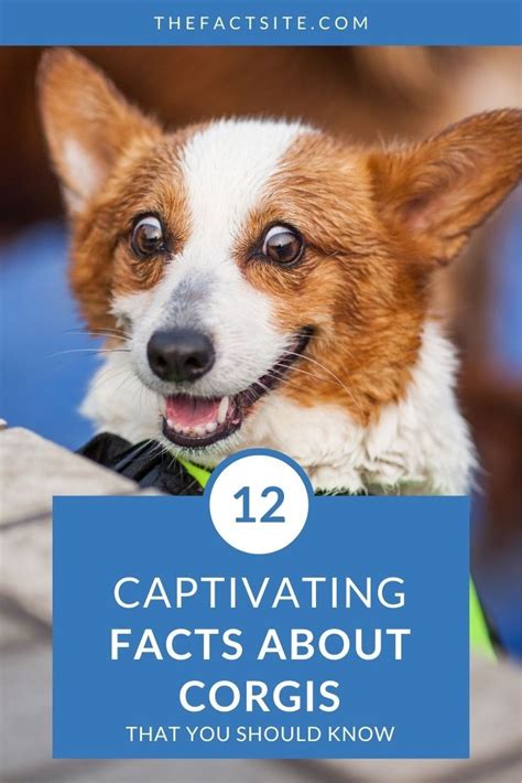 12 Captivating Facts About Corgis That You Should Know - The Fact Site