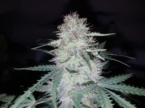 Purple Kush grow diary (journal) week12 by PatMcCrotch - GrowDiaries