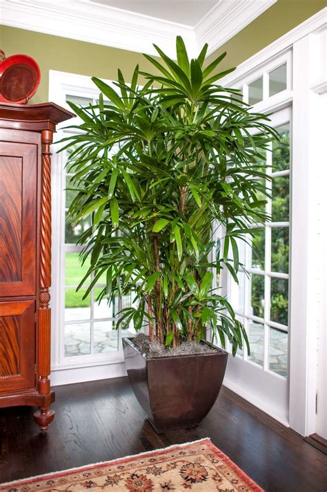 10 Large Indoor Plants - Urban Plants Collections - Urban Plants™