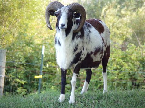 Painted Desert Sheep