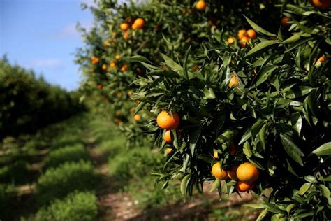 Citrus Orchard Tour – Agro Tourism