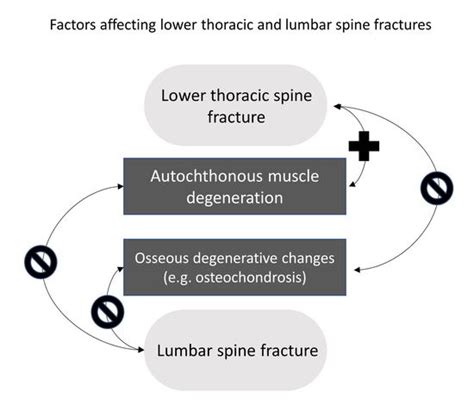 JCM | Free Full-Text | Fatty Degeneration of the Autochthonous Muscles ...