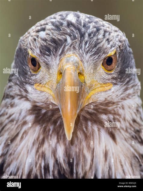 Bald Eagle Juvenile Stock Photo - Alamy