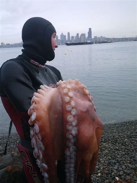 Washington commission restricts octopus hunting | The Seattle Times