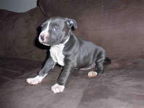 FOR SALE: Purebred Blue American Staffy pup | Staffy pups, Blue staffy puppy, Pup