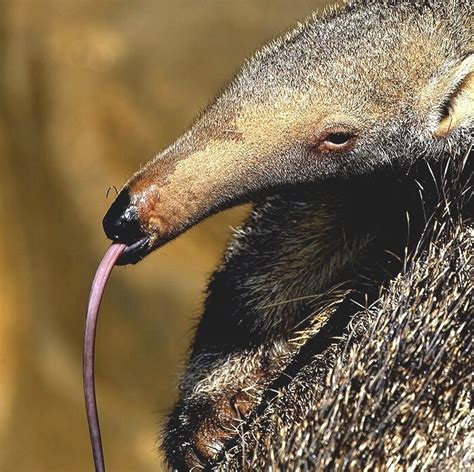 Anteater - Anteater Diet