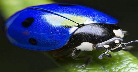 Blue Ladybug - Learn About Nature