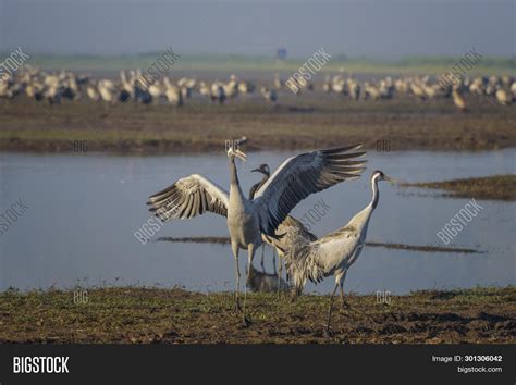 Dancing Cranes. Common Image & Photo (Free Trial) | Bigstock