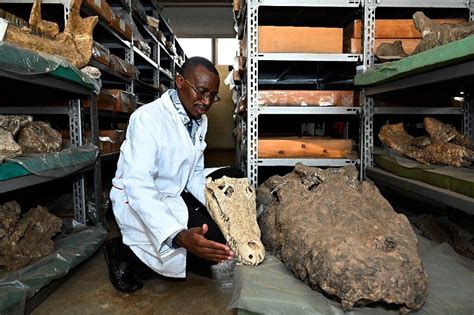 The skull of Crocodylus thorbjarnarsoni, the 25+ foot giant croc of the Pliocene-early ...