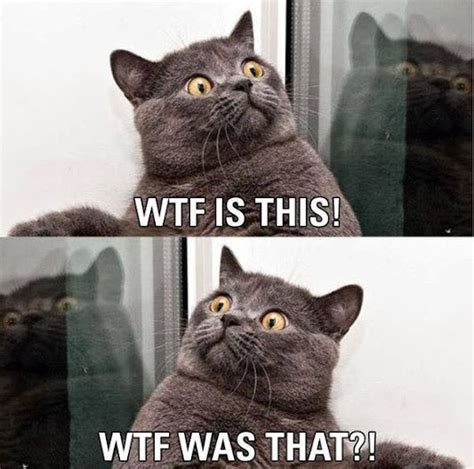 Confused cat | Best cat memes, Funny pictures, Cat memes