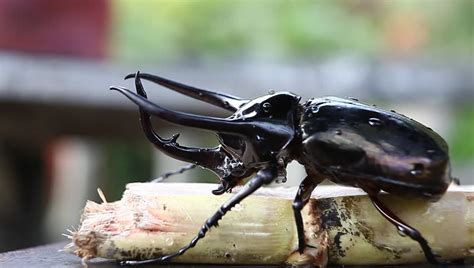 Big Horned Beetle Stock Footage Video 2139053 - Shutterstock