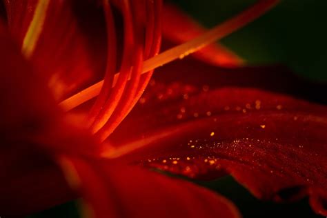 macro, Flowers Wallpapers HD / Desktop and Mobile Backgrounds