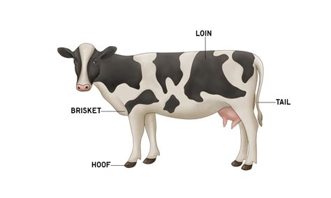 Cow Thoracic Vertebrae