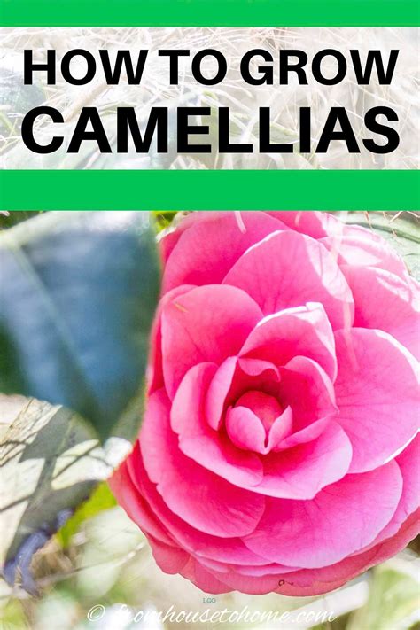 Camellia Care Guide (How to Grow Gorgeous Camellias In Your Garden ...