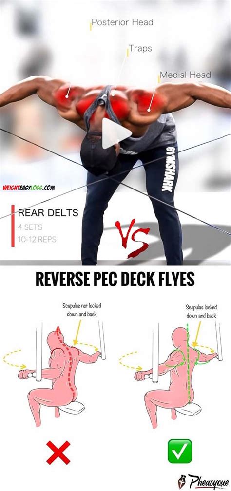 Rear Delts | Delts, Exercise, Fitness body