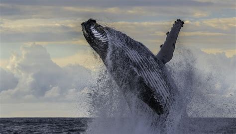 How to Save a Beached Whale | Sciencing