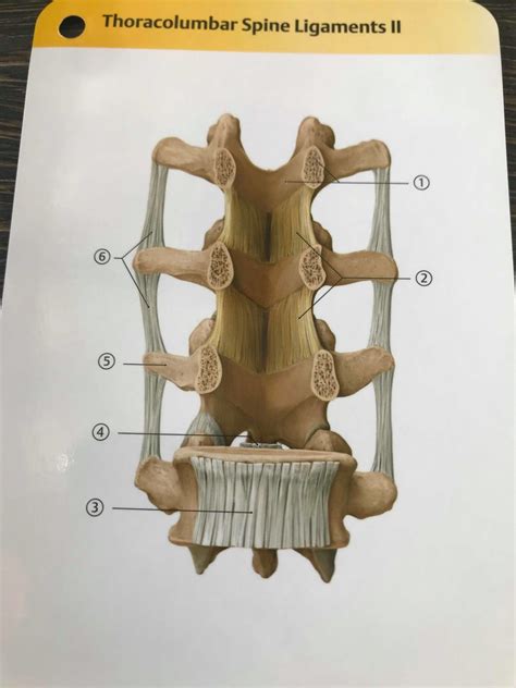 thoracolumbar spine ligaments II Diagram | Quizlet