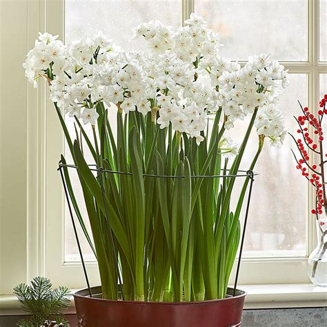 18 Fashionable Paperwhite Bulb Vase 2024