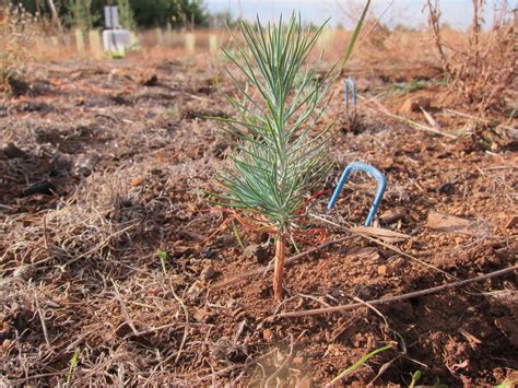 Canadian firm to grow 8M tree seedlings in Livingston County