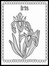 Iris Flower Coloring Page {FREE PRINTABLE} sketch template