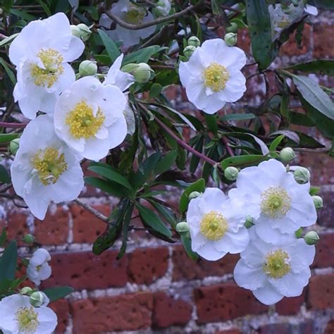 Buy carpenteria Carpenteria californica