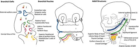 First Branchial Cleft Cyst