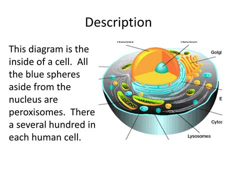 PPT - Peroxisomes- found in plant and animal cells PowerPoint ...