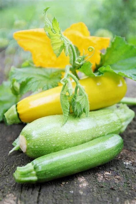 When To Harvest Zucchini - Growfully