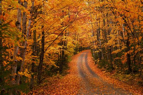 road between trees #path #tree #forest #woodland #autumn #fall #leaf #leaves #road #perspective ...