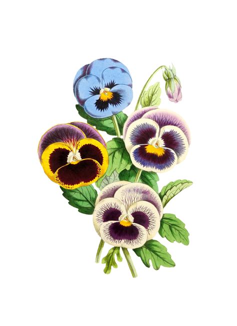 Flower Painted Art Clipart Free Stock Photo - Public Domain Pictures