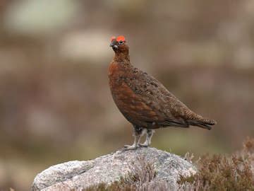 Red Grouse breeding