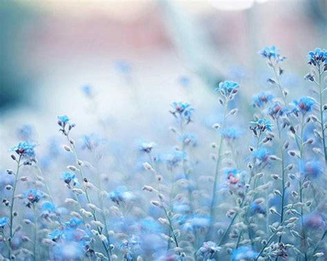 Blue Flower Wallpapers - Top Những Hình Ảnh Đẹp