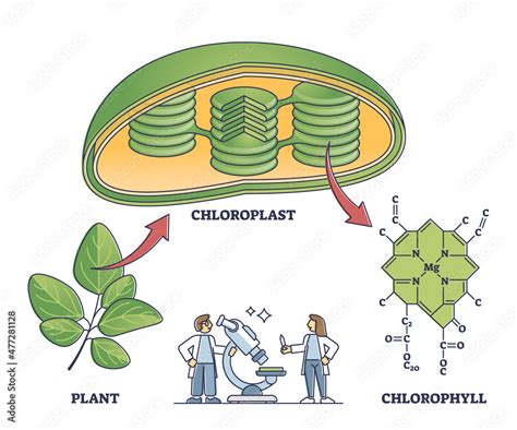 Chlorophyll and chloroplast from plant to chemical formula outline diagram. Labeled educational ...