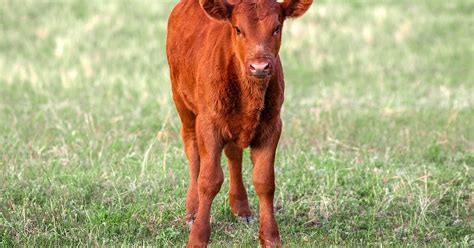 Red Angus Cattle Pros and Cons, Facts, Price