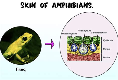 The amphibians are characterized by(a) Only aquatic habit(b) Monocondylar skull(c) Scaleless ...