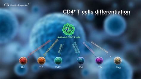 CD4 T cell differentiation - YouTube