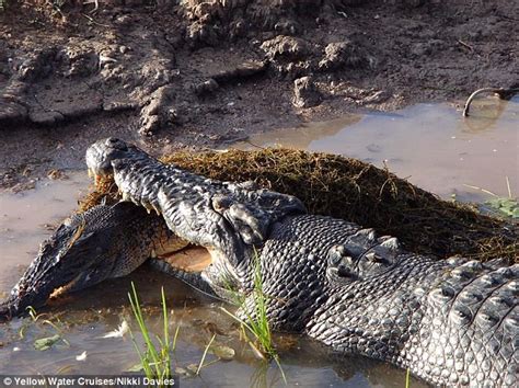 Ministers call to allow hunters to pay £15,000 a time to shoot saltwater crocodiles in Australia ...