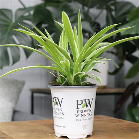 Chlorophytum comosum 'Pixie Punk™' Spider Plant | Garden Center Marketing