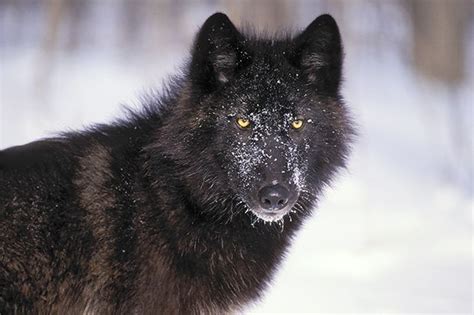 Alexander Archipelago Wolf on the Edge of Extinction | Wolf life, Black wolf, Grey wolf