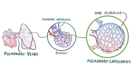 Alveolar Duct Alveolar Sac Alveolus Pulmonary Arteriole Pulmonary Capillaries