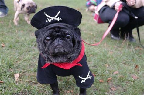 A Halloween pug party is coming to Greater Manchester - with a pug ...