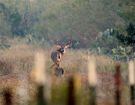 Hunting Deer in Texas Guide – When, Where, and How | onX Hunt